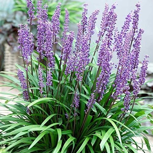 Big Blue Liriope Muscari - Live Plants - Drought Tolerant Low Maintenance Evergreen Grass