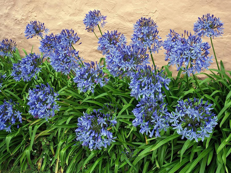 Agapanthus Africanus Lily of The Nile | Large Gallon Size Plants