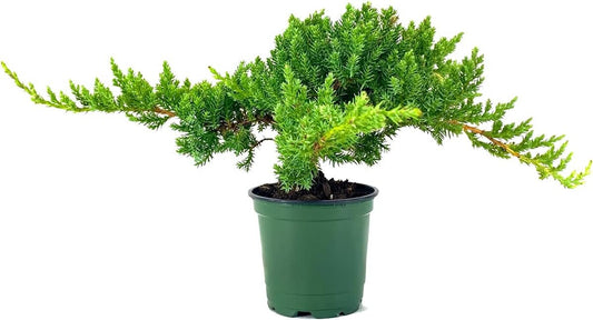 Dwarf Japanese Garden Juniper | Live 4 Inch Pots | Juniperus Procumbens Nana | Drought Tolerant Evergreen Groundcover | Great Plants for Bonsai