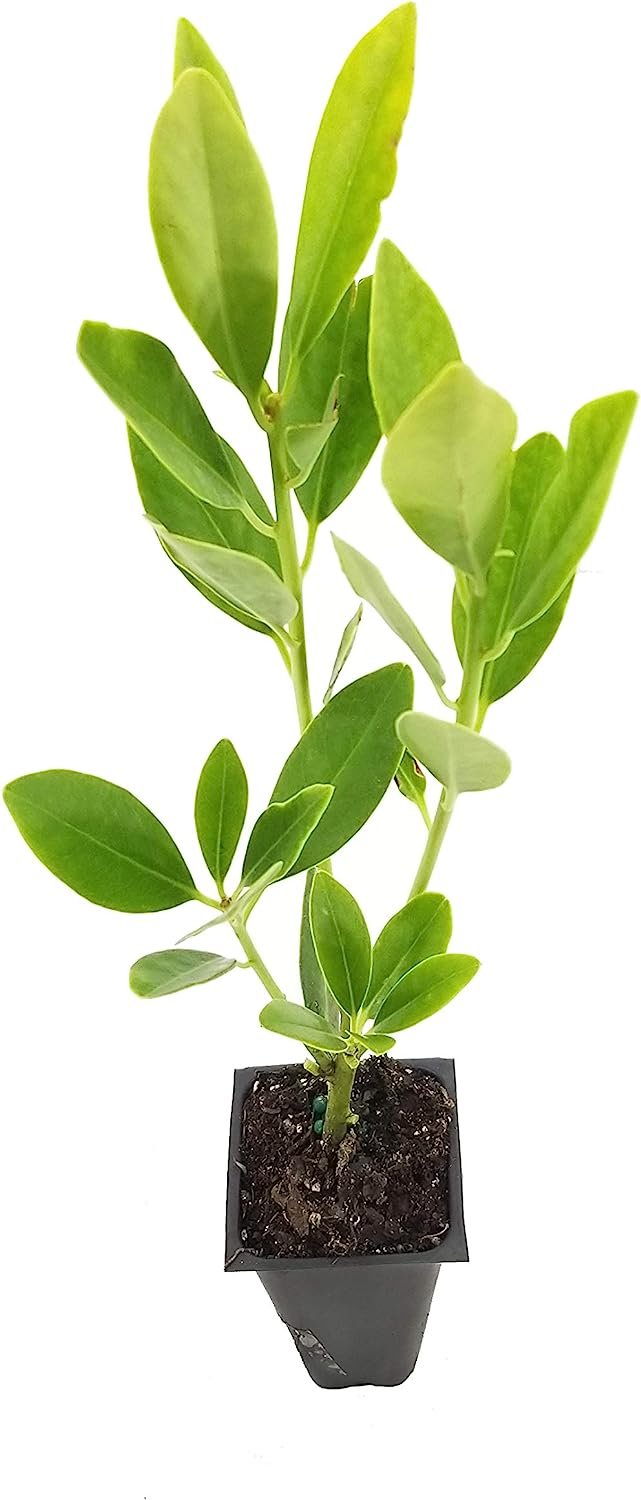 Anise Forest Green - Live Plants - Illicium Parviflorum - Shade Loving Evergreen Hedge