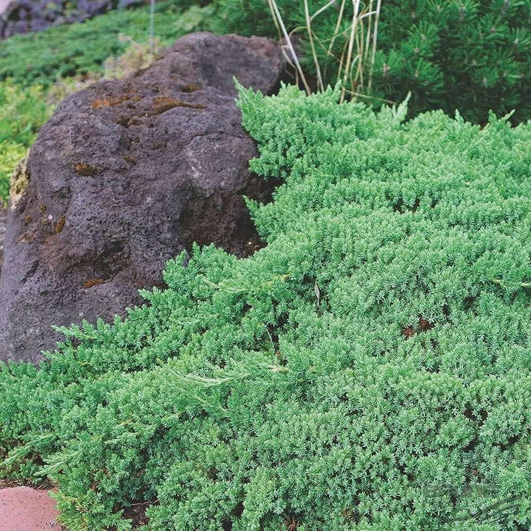 Dwarf Japanese Garden Juniper | Live 4 Inch Pots | Juniperus Procumbens Nana | Drought Tolerant Evergreen Groundcover | Great Plants for Bonsai