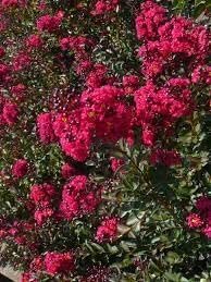 Crape Myrtle Double Feature I Extra Large 3 Gallon Plant I Red Flowering Dual Display of Red Blooms & Burgundy Foliage, Drought-Tolerant Live Tree