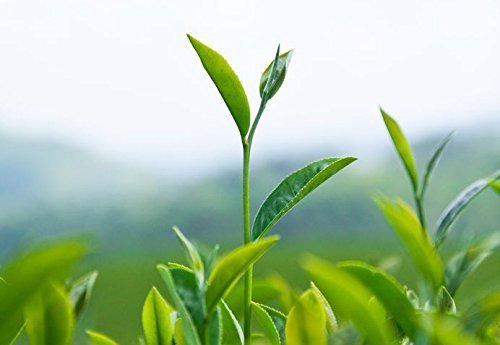 Camellia Sinensis - 6 Inch Container - Large & Beautiful Live Tea Plant - Brew Your Own Black, White, Green & Oolong Tea