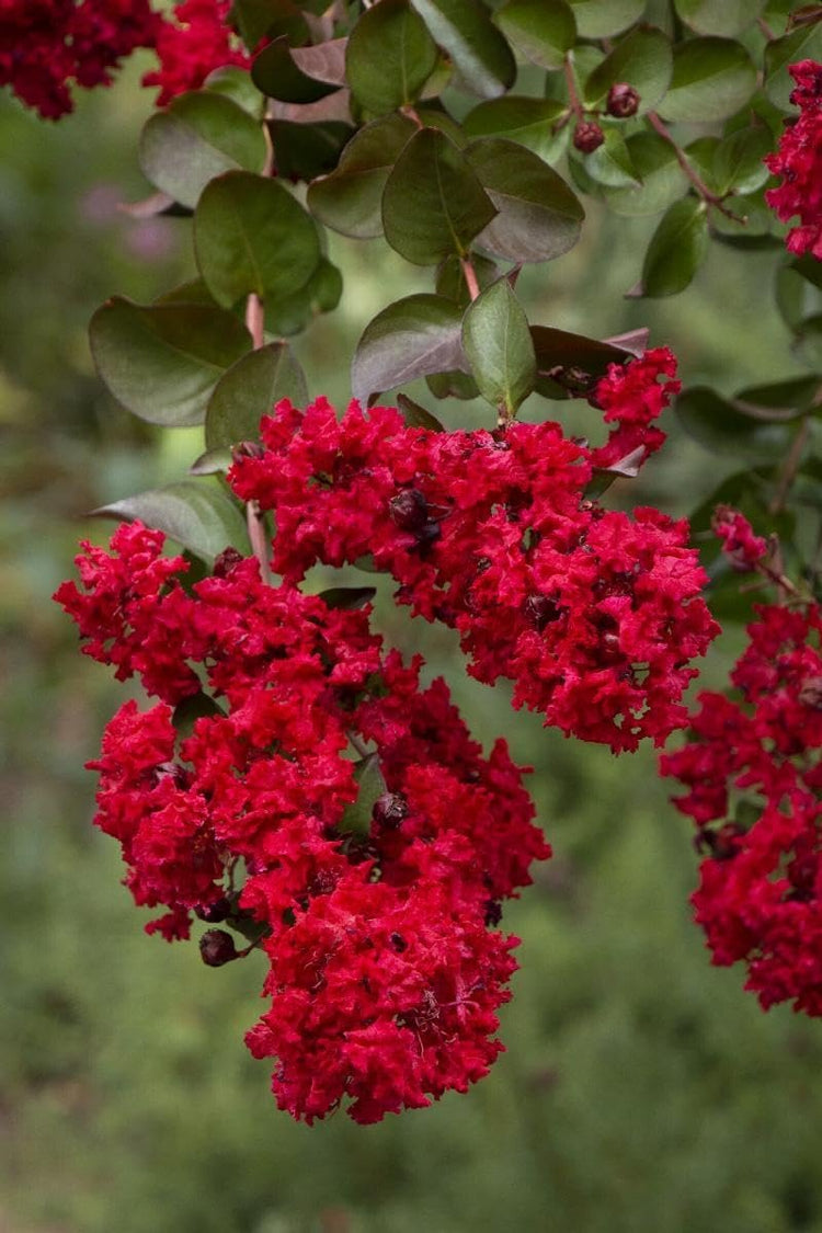 Crape Myrtle Dynamite Red | Live Plants | Vivid Red Blooms & Hardy Growth, Live Plant, Ornamental Shrub for Striking Garden Display (40 Plants)