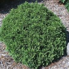 Arborvitae Little Giant | Extra Large 3 Gallon Plants | Compact & Dense Evergreen, Ideal for Small Spaces, Borders & Landscape Accents, Hardy, Low-Maintenance & Resilient Outdoor Plant (1 Plant)