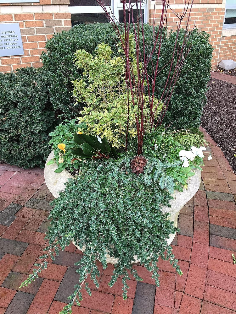 Blue Pacific Shore Juniper | Live Gallon Size Plants | Juniperus Conferta Evergreen