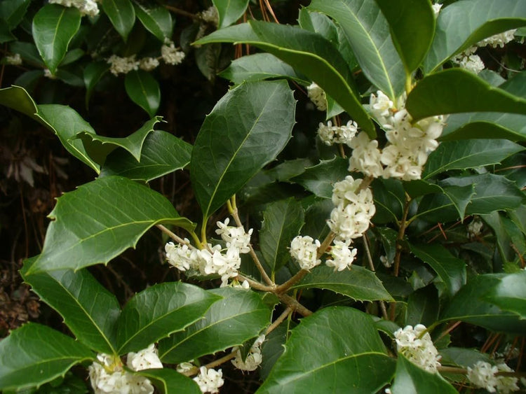 Tea Olive Fortunei | Live Plants | Fragrant Osmanthus Plant for Garden and Landscape, Fast Growing Evergreen Shrub