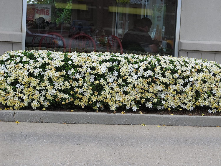 Frostproof Gardenia | Large Gallon Size Plant | Fragrant Blooming Shrub