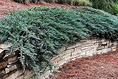 Juniper Blue Chip | Live Gallon Size Plants | Juniperus Horizontalis