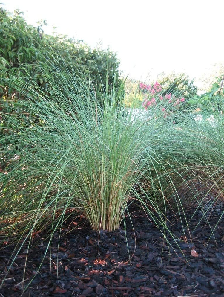 Sand Cord Grass | Live Plants | Spartina Bakeri | Drought Tolerant Low Maintenance Marsh Grass