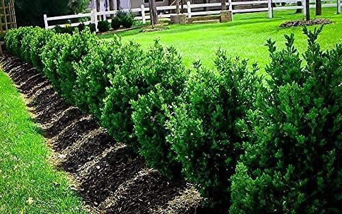 Wintergreen Korean Boxwood - Live Gallon Size Plants - Buxus Microphylla