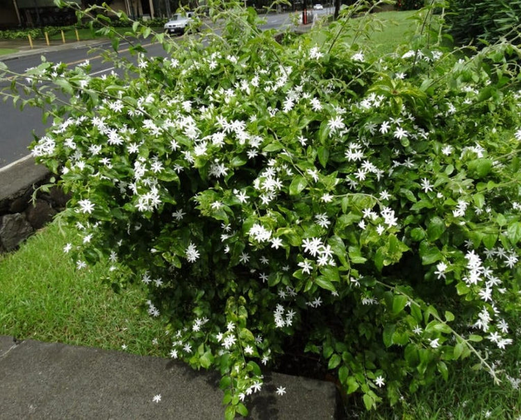 Downy Jasmine I Large Gallon Size Plants I Jasminum Multiflorum I Live White Pinwheel Flowers and Velvety Leaves, Ideal for Containers, Borders, and Landscape Accents (1 Plant)