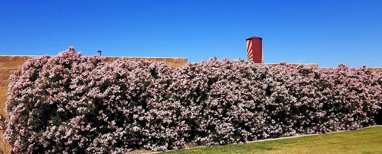 Oleander Petite Pink | Live Plants | Nerium | Compact Dwarf Evergreen Shrub