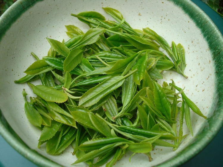 Camellia Sinensis - 6 Inch Container - Large & Beautiful Live Tea Plant - Brew Your Own Black, White, Green & Oolong Tea