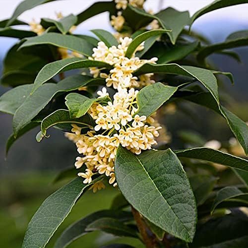 Fragrant Tea Olive Shrub | Live Gallon Size Plants | Osmanthus Fragrans