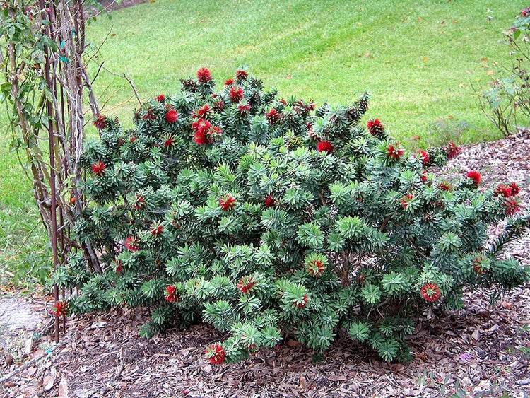 Little John Dwarf Bottlebrush | Live Plants | Callistemon | Compact Blooming Shrub | Attracts Hummingbirds and Butterflies