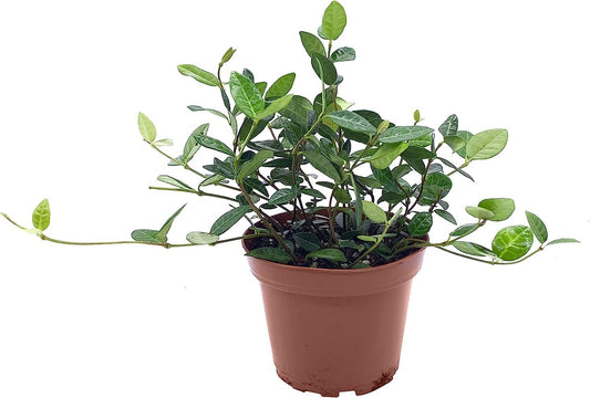 Asiatic Jasmine Minima - Live 4 Inch Plants - Trachelospermum Asiaticum - Drought Tolerant Cold Hardy Evergreen