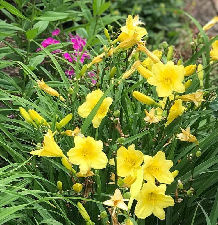 Daylily Happy Returns I Live 3 Inch Pots I Hemerocallis | Yellow Flowers | Perennial Garden Star, Easy-to-Grow for Continuous Floral Display (30 Plants)