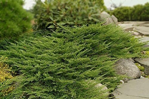 Seaspray Juniper | Extra Large 3 Gallon Plants | Elegant & Hardy Evergreen Shrub, Ideal for Ground Cover, Landscaping, Topiaries & Bonsai, Vibrant, Low-Maintenance & Drought-Resistant (2 Plants)