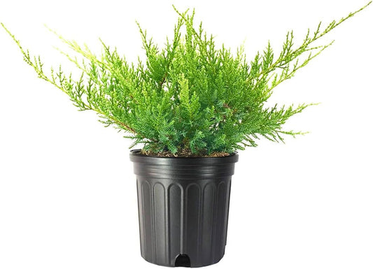 Juniper Nicks Compacta - Live Gallon Size Plant - Juniperus Chinensis - Drought Tolerant Cold Hardy Evergreen Groundcover