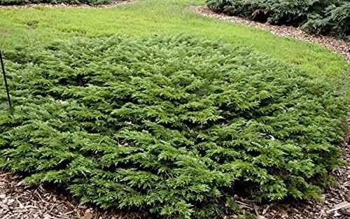 Monna Juniper Sierra Spreader | Live Gallon Size Plants | Juniperus