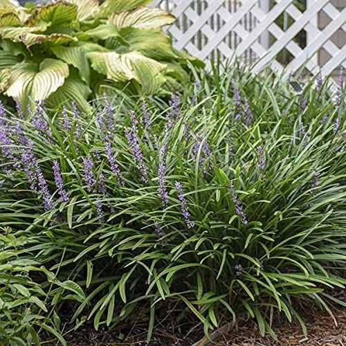 Big Blue Liriope Muscari - Live 4 Inch Pots - Drought Tolerant Low Maintenance Evergreen Plants Grass Lilyturf