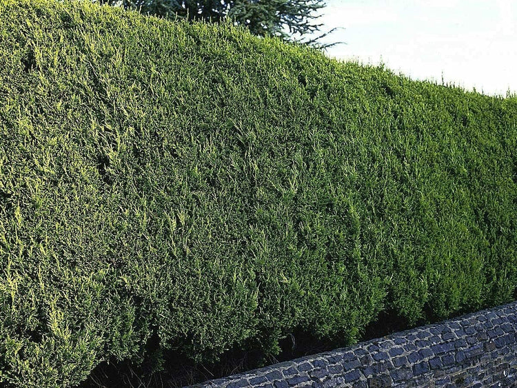 Murray Cypress Tree | Large 3 Gallon Plant | Cupressus x Leylandii | Live Privacy Screening Hedge