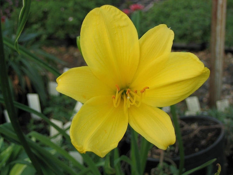 Daylily Yangtze | Live 4 Inch Pots | Hemerocallis Plants |Low Maintenance