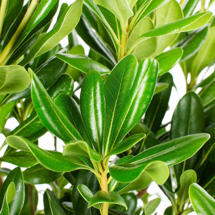 Compact Green Pittosporum | Live Plants | Pittosporum Tobira | Beautiful Fragrant Flowering Low Maintenance Shrub