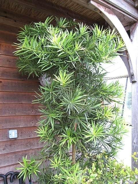 Podocarpus Macrophyllus I Large Gallon Size Plants I Japanese Yew I Live Evergreen Yew Pine - Perfect for Landscaping and Privacy Screens