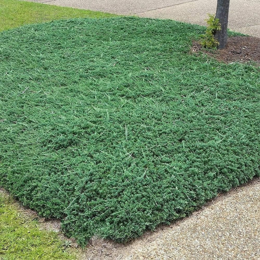 Blue Rug Juniper | Live Gallon Size Plants | Juniperus Horizontalis 'Wiltonii' | Drought Tolerant Cold Hardy Evergreen Groundcover