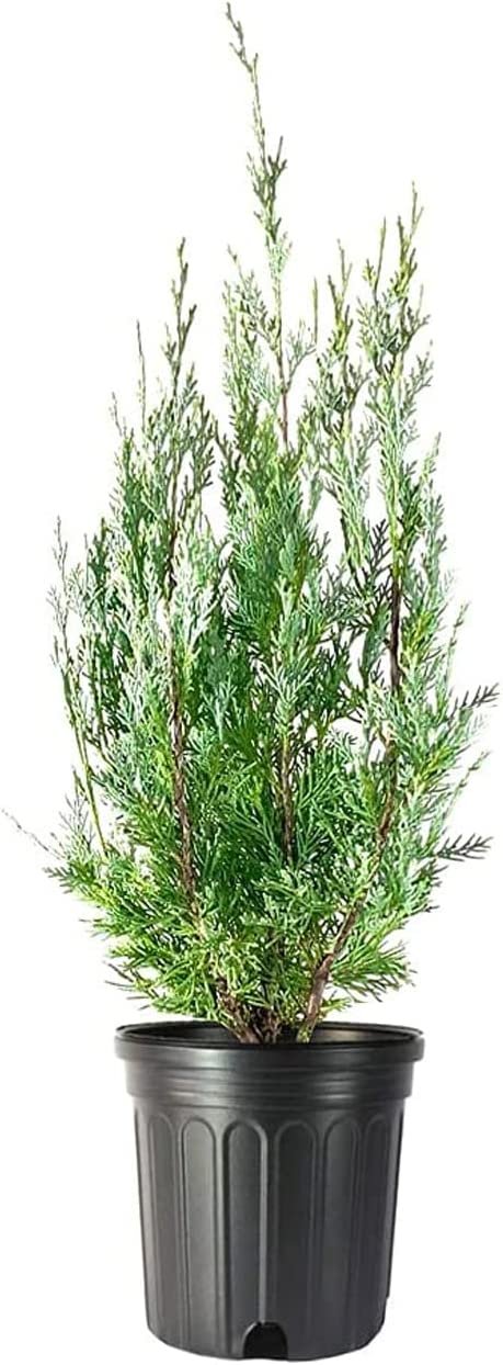 Wichita Blue Juniper | Live Gallon Size Trees | Juniperus Scopulorum | Evergreen Screening Hedging Plant