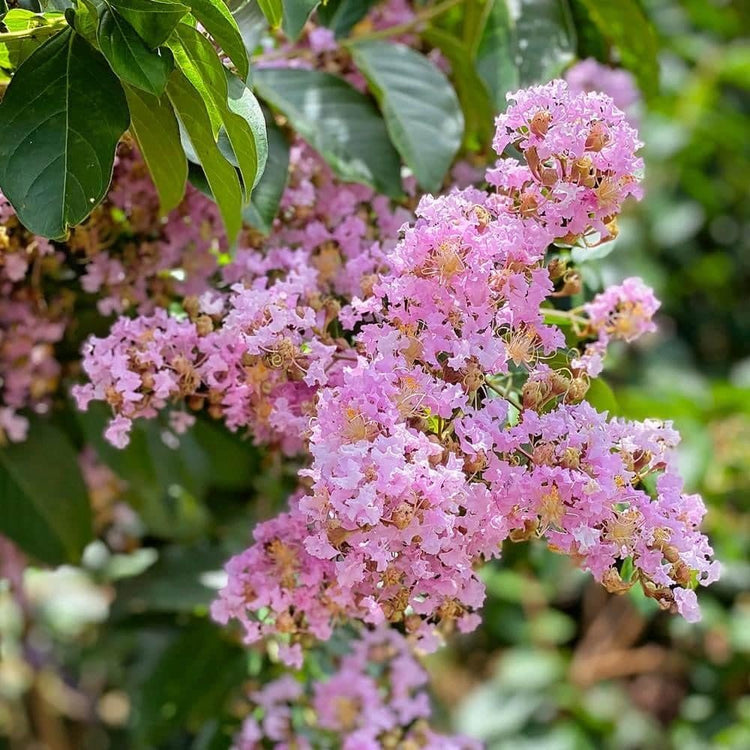 Crape Myrtle Muskogee | Live Plants | Lagerstroemia Indica | Beautiful Low Maintenance Lavender Blooming Tree