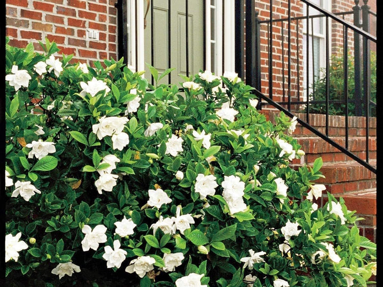 Everblooming Gardenia Jasminoides 'Veitchii' - Live Plants - Beautiful Fragrant Blooming Shrub