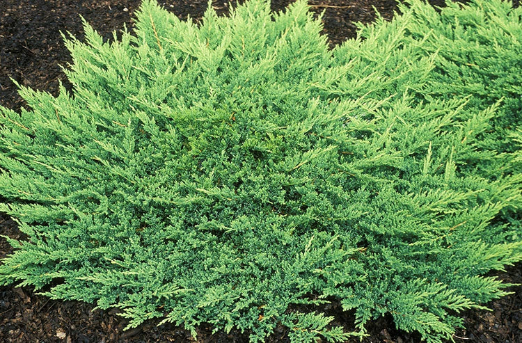 Prince of Wales Juniper - Live Plants - Drought Tolerant Cold Hardy Evergreen Ground Cover