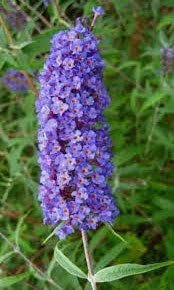 Buddleia Nanho Blue | Extra Large 3 Gallon Plants | Fragrant & Compact Butterfly Bush, Ideal for Vibrant Landscapes, Attractive Borders & Butterfly Gardens, Drought Tolerant (3 Plants)