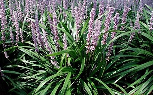 Emerald Goddess Liriope Muscari | Live Plants | Drought Tolerant