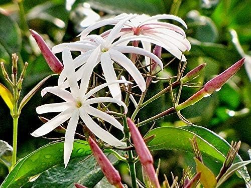 Star Jasmine - Live Plants - Jasminum Nitidum - Fragrant Blooming