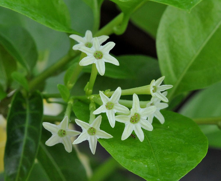 Night Blooming Jasmine - Live Plants - Jessamine Cestrum Nocturnum - Fragrant Blooming Vine