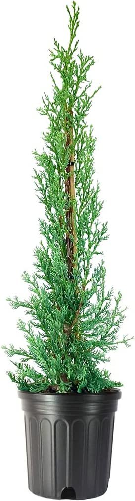 Italian Cypress Tree | Large Gallon Size Trees | Cupressus Sempervirens