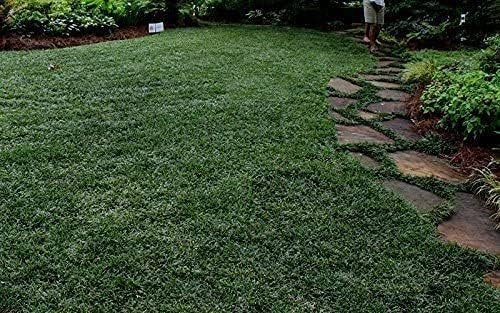 Dwarf Mondo Grass | Large Quart Size Plants | Ophiopogon Japonicus Nanus | Shade Loving Evergreen Ground Cover