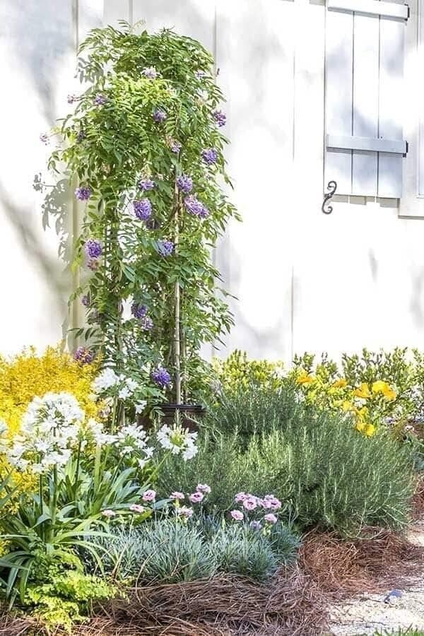 Amethyst Falls Wisteria Frutescens Vine | Live Plants | Beautiful Drought Tolerant Fragrant Purple Flowering Vine