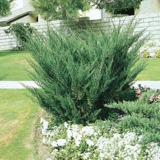 Seagreen Juniper | Extra Large 3 Gallon Plants | Elegant & Hardy Evergreen Shrub, Perfect for Ground Cover, Landscaping, Topiary & Bonsai, Vibrant Foliage for Garden & Outdoor Spaces (1 Plant)