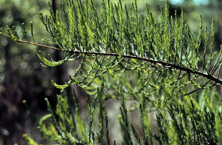 Pond Cypress | Live Trees | Taxodium Ascendens | Wet Tolerant Fast Growing Shade Tree