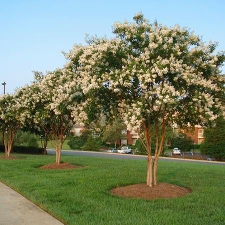 Crape Myrtle Natchez | Extra Large 3 Gallon Plants | Lagerstroemia Indica | Beautiful Low Maintenance White Blooming Flowering Tree