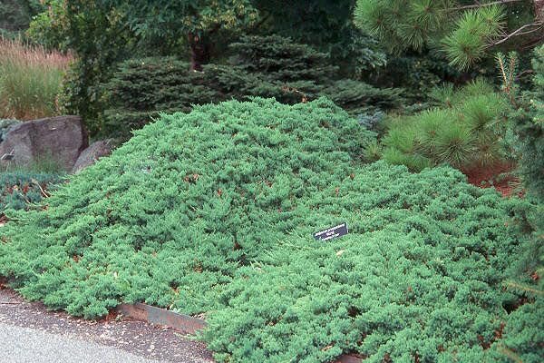 Procumbens Nana Juniper | Extra Large 3 Gallon Plants | Lush, Low-Growing Evergreen, Ideal for Ground Cover, Bonsai, Topiary, and Landscape Design, Hardy & Drought Resistant (2 Plants)