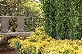 Gold Star Juniper | Live 4 Inch Pots | Juniperus Chinensis | Drought Tolerant Cold Hardy Evergreen Groundcover Plants