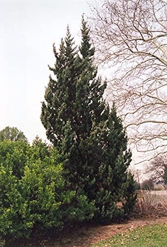 Robusta Green Juniper | Live Gallon Size Trees | Juniperus Chinensis | Drought Tolerant Cold Hardy Evergreen Screening Plant