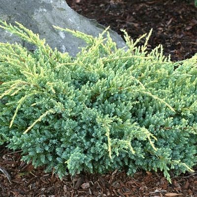 Hughes Juniper | Live 4 Inch Pots | Drought-Tolerant Evergreen for Landscaping, Privacy Screens, and Bonsai, Easy-to-Grow