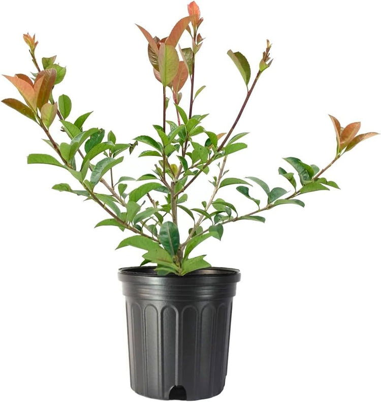 Photinia Red Tip | Large Gallon Size Plants | Photinia x Fraseri